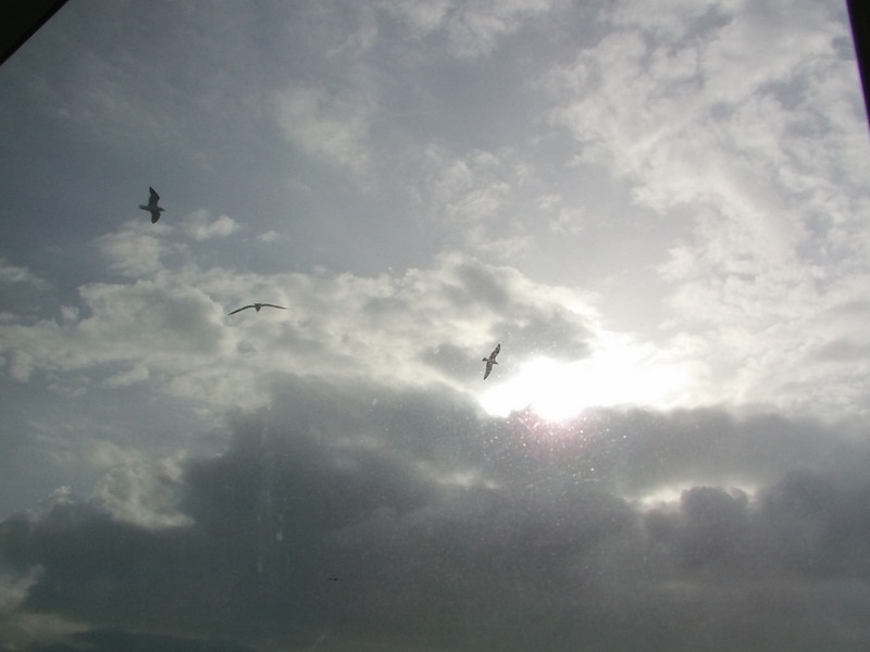 Birds in a stormy sky 2