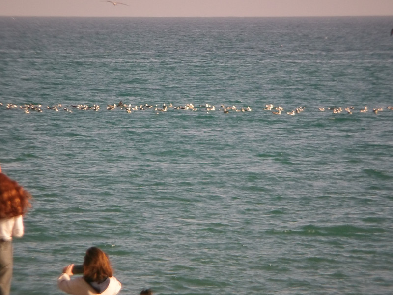 A Shoal of Seagulls