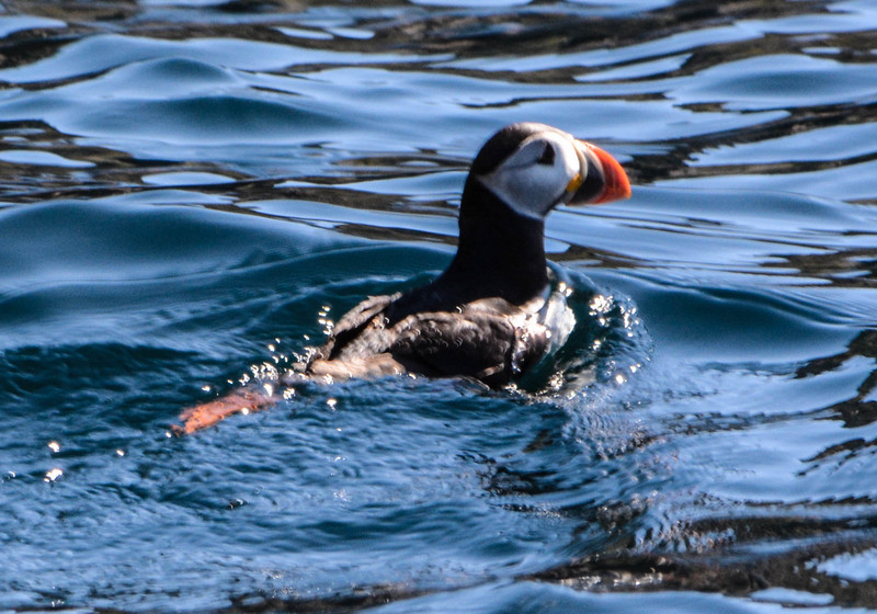 Yes, Yes, Another Puffin