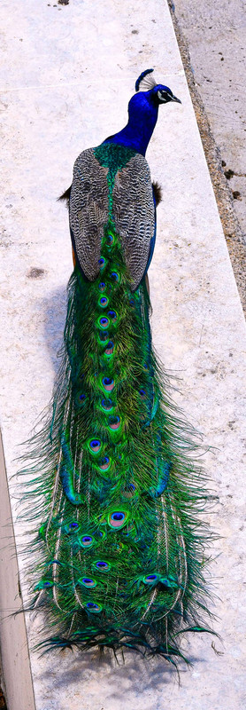 Male Peacock at the Monastery