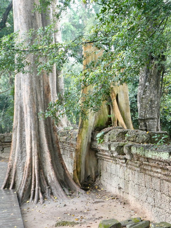 Angkor Thom - Ta Phrom - 1
