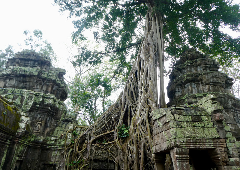 Angkor Thom - Ta Phrom - 2