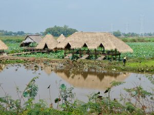 The Paddy Fields - 2