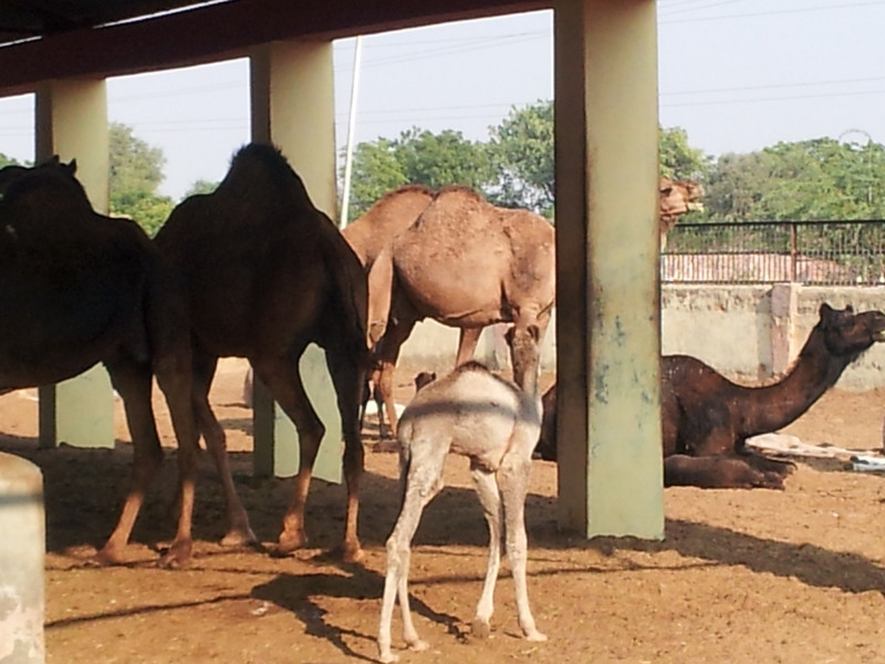 Camel farm2
