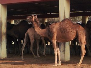 Camel Farm