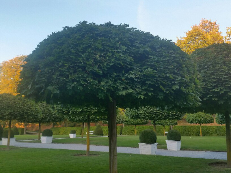 Plane tree. Melk Abbey gardens
