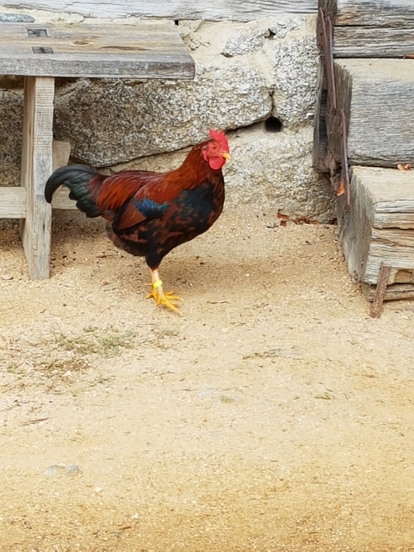 Farm rooster