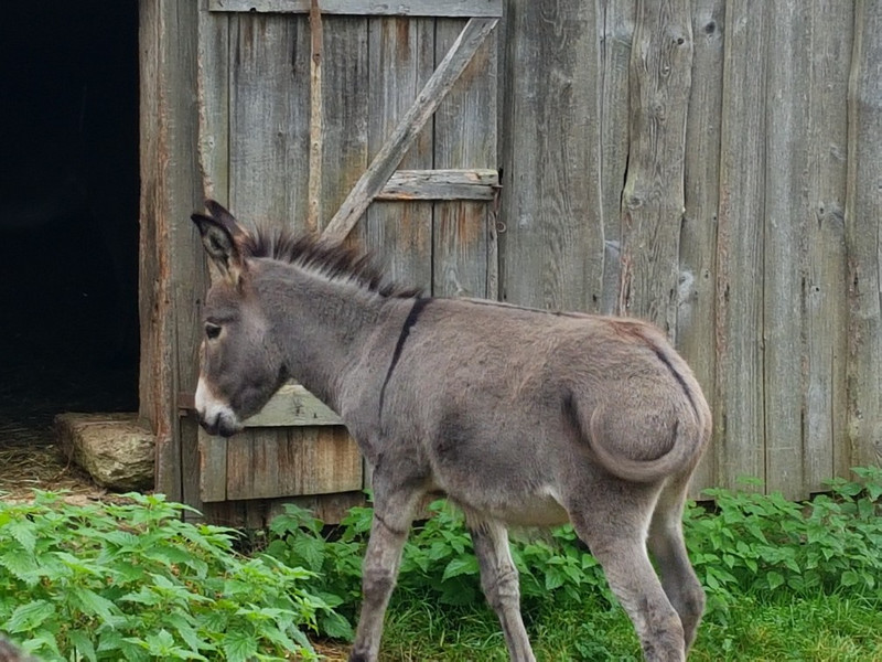 Farm donkey