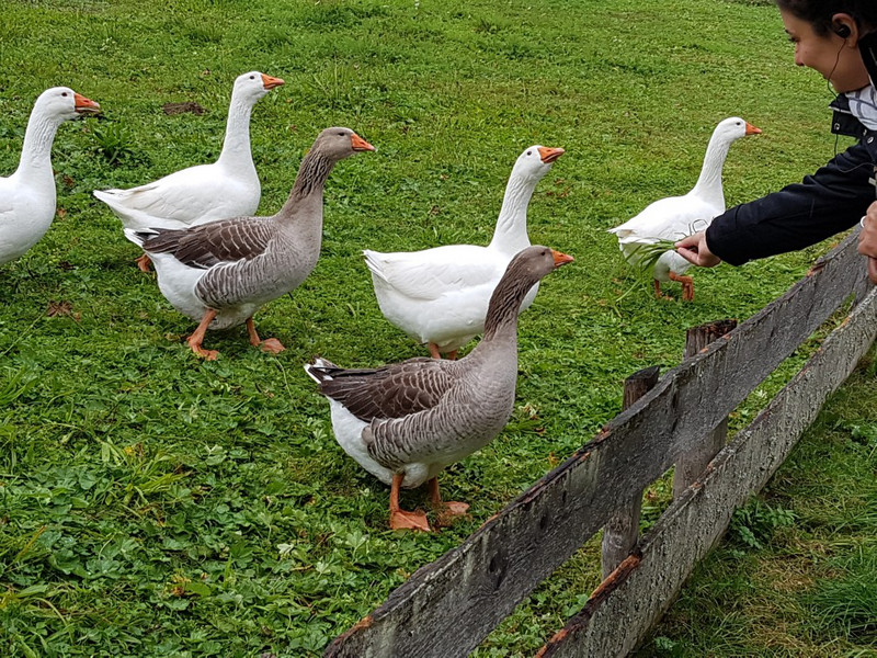 Farm geese
