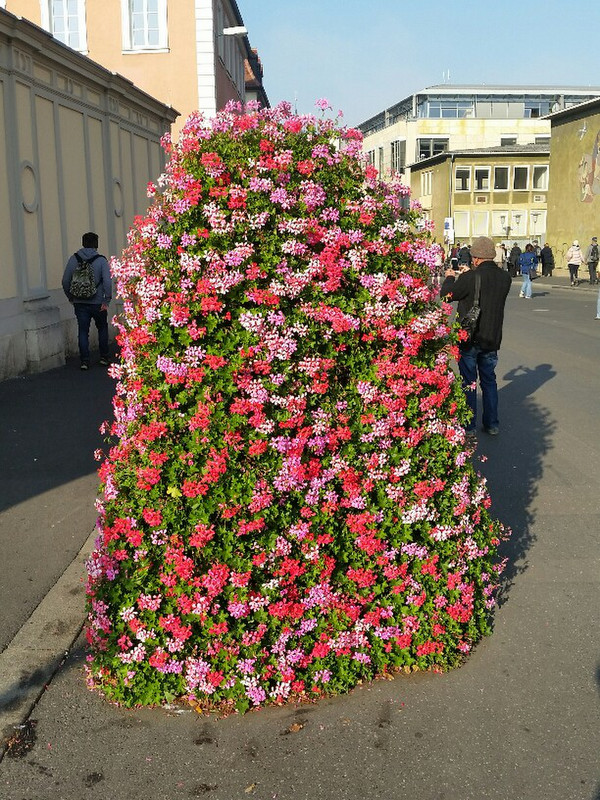 Geranium stands throughout the town