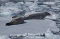 Weddel seals