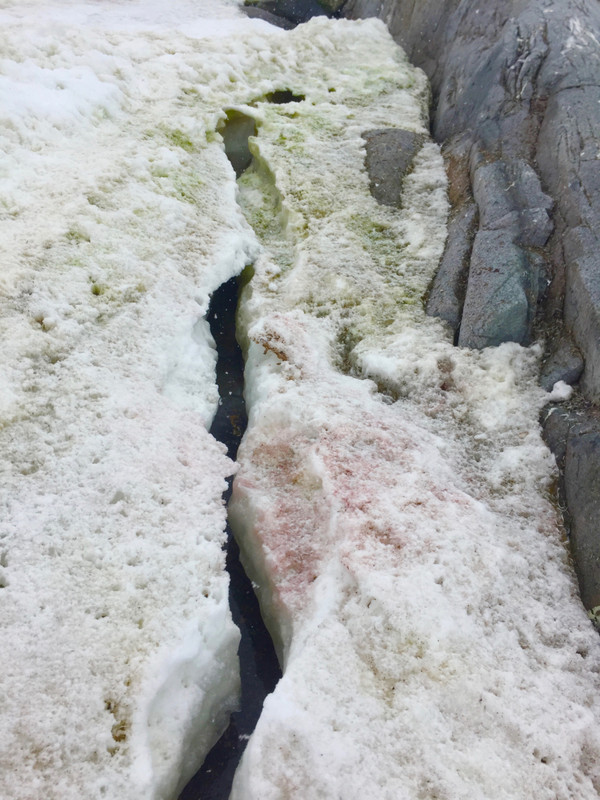 algae-tinted snow