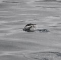 penguin porpoising as it swims