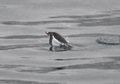 penguin porpoising as it swims