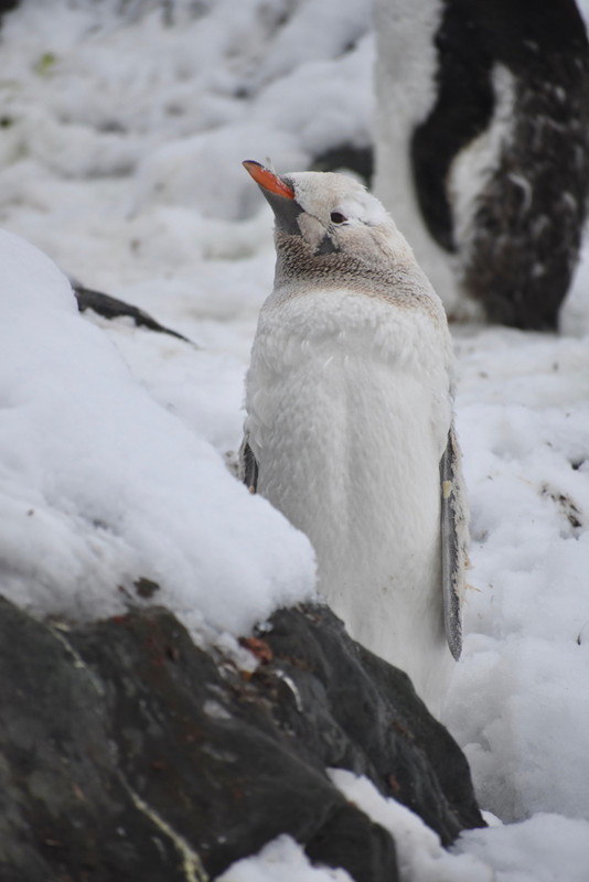 albino gentoo penguin chick