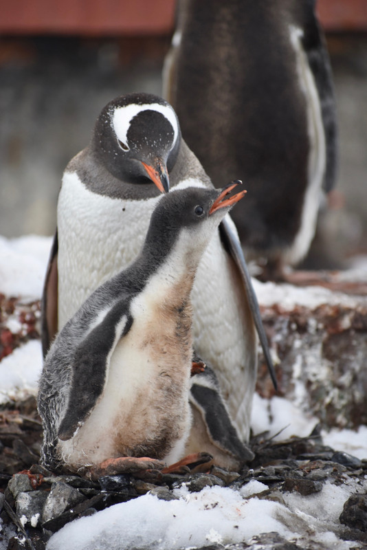gentoo penguin & chick