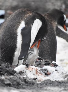 gentoo penguin feeding chick