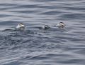 swimming gentoo penguins