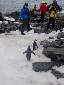 chinstrap penguins hanging out at landing site