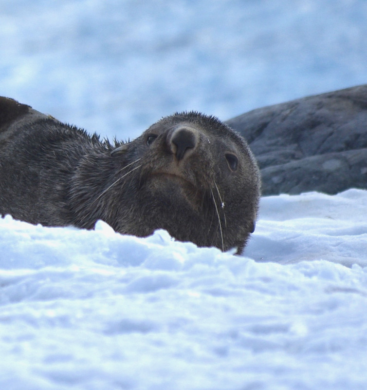 fur seal, Cuverville Island
