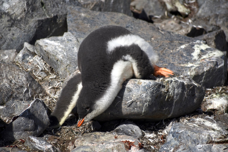 lounging penguin chick, Cuverville Island
