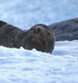 fur seal, Cuverville Island