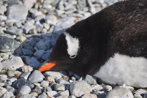 gentoo penguin, Cuverville Island