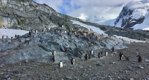 gentoo penguins, Cuverville Island