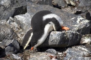lounging penguin chick, Cuverville Island
