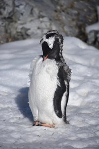 molting gentoo chick, Cuverville Island