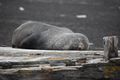 fur seal napping
