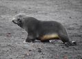 fur seal