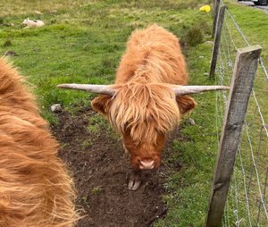 Luing cattle, ⁨Isle of Skye⁩, Scotland