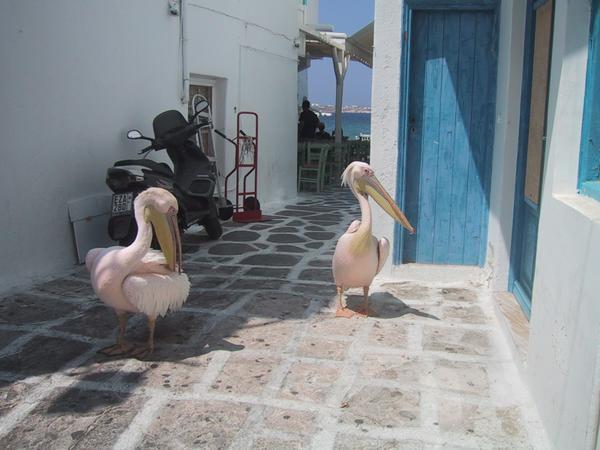 Flamingos in Mykonos Town