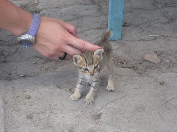 Smallest Kitten ever!