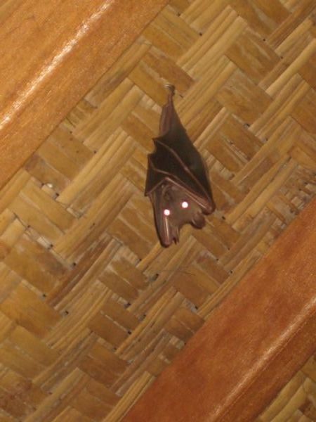 A bat at our hotel
