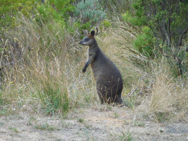 Wallaby on Great Ocean Road