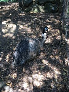Emu at Healesville