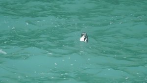 Penguin - swimming with the dolphin cruise