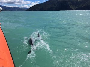Swimming with the dolphin cruise