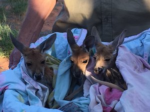 Kangaroo Sanctuary - three joeys in pillowcases, cuddling in laundry basket