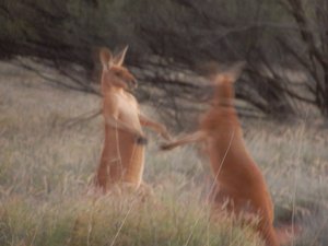Kangaroo Sanctuary boxers