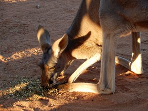 Kangaroo Sanctuary