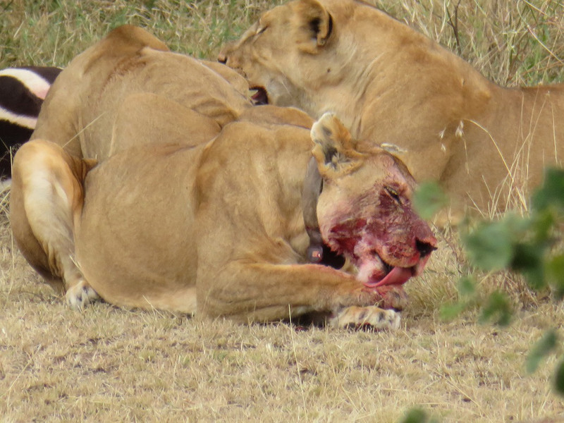 Lions cleaning up after their feast