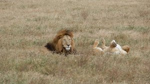 Male and female lion; she needs a belly rub