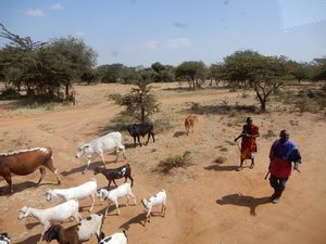 Masai Mara flock and shepherd