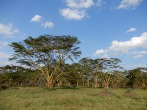 Kenyan scenery