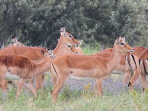 Impala