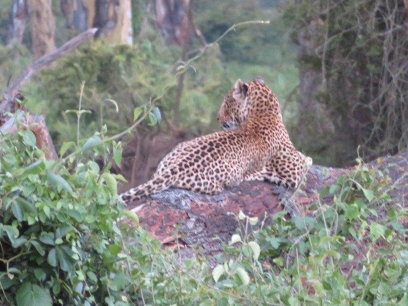 Kenya - leopard