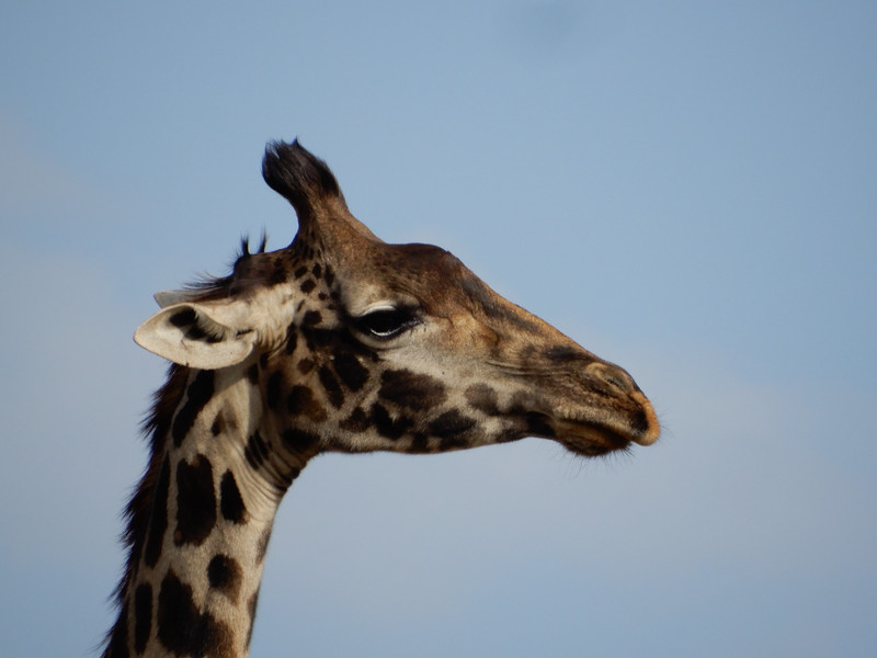 Kenya - giraffe